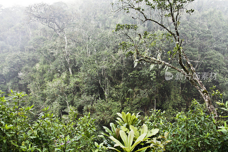 马达加斯加Ranomafana NP的热带雨林